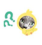 猫 ロシアンブルーMAO1（個別スタンプ：33）