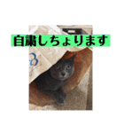 猫 ロシアンブルーMAO1（個別スタンプ：40）