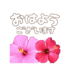 飛び出して動く♪南国ハワイの華やかな花（個別スタンプ：1）