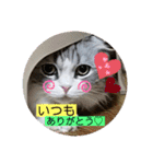 愛猫♡雅くんと清春くん（個別スタンプ：11）