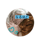 愛猫♡雅くんと清春くん（個別スタンプ：15）