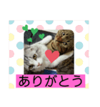 愛猫♡雅くんと清春くん（個別スタンプ：26）