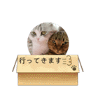 愛猫♡雅くんと清春くん（個別スタンプ：29）