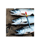 釣り人鰯スタンプ（個別スタンプ：13）