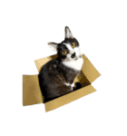 猫写真スタンプ☆（文字無し）（個別スタンプ：1）