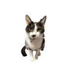 猫写真スタンプ☆（文字無し）（個別スタンプ：2）