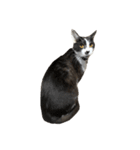 猫写真スタンプ☆（文字無し）（個別スタンプ：5）