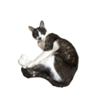 猫写真スタンプ☆（文字無し）（個別スタンプ：6）