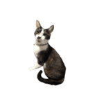 猫写真スタンプ☆（文字無し）（個別スタンプ：7）