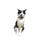 猫写真スタンプ☆（文字無し）（個別スタンプ：9）