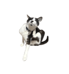 猫写真スタンプ☆（文字無し）（個別スタンプ：10）