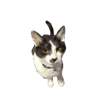 猫写真スタンプ☆（文字無し）（個別スタンプ：11）