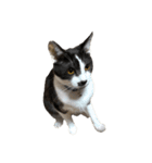 猫写真スタンプ☆（文字無し）（個別スタンプ：12）