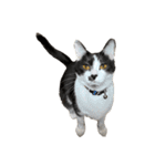 猫写真スタンプ☆（文字無し）（個別スタンプ：13）