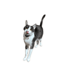 猫写真スタンプ☆（文字無し）（個別スタンプ：16）