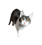 猫写真スタンプ☆（文字無し）（個別スタンプ：17）
