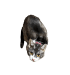 猫写真スタンプ☆（文字無し）（個別スタンプ：18）