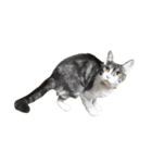 猫写真スタンプ☆（文字無し）（個別スタンプ：19）