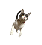猫写真スタンプ☆（文字無し）（個別スタンプ：20）