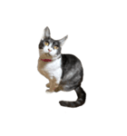 猫写真スタンプ☆（文字無し）（個別スタンプ：21）