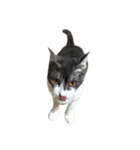 猫写真スタンプ☆（文字無し）（個別スタンプ：22）