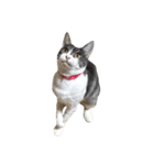 猫写真スタンプ☆（文字無し）（個別スタンプ：23）