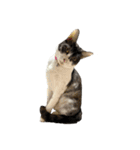 猫写真スタンプ☆（文字無し）（個別スタンプ：24）