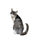 猫写真スタンプ☆（文字無し）（個別スタンプ：25）