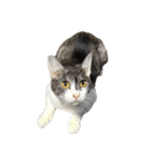 猫写真スタンプ☆（文字無し）（個別スタンプ：26）
