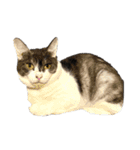 猫写真スタンプ☆（文字無し）（個別スタンプ：27）