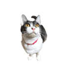 猫写真スタンプ☆（文字無し）（個別スタンプ：28）