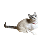 猫写真スタンプ☆（文字無し）（個別スタンプ：29）