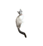 猫写真スタンプ☆（文字無し）（個別スタンプ：30）