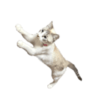 猫写真スタンプ☆（文字無し）（個別スタンプ：32）
