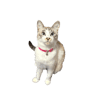 猫写真スタンプ☆（文字無し）（個別スタンプ：33）