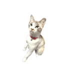 猫写真スタンプ☆（文字無し）（個別スタンプ：34）