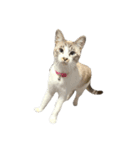 猫写真スタンプ☆（文字無し）（個別スタンプ：36）