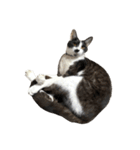 猫写真スタンプ☆（文字無し）（個別スタンプ：37）