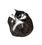 猫写真スタンプ☆（文字無し）（個別スタンプ：38）