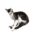 猫写真スタンプ☆（文字無し）（個別スタンプ：39）