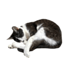 猫写真スタンプ☆（文字無し）（個別スタンプ：40）