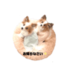 パピヨン クララ＆レイナ7（個別スタンプ：4）
