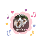 パピヨン クララ＆レイナ7（個別スタンプ：6）