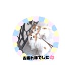 パピヨン クララ＆レイナ7（個別スタンプ：7）