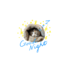 ねこのかわいいごあいさつスタンプ（個別スタンプ：1）