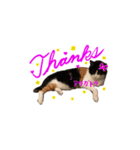 ねこのかわいいごあいさつスタンプ（個別スタンプ：2）