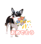 ぽたろう 4歳（個別スタンプ：6）