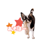 ぽたろう 4歳（個別スタンプ：8）