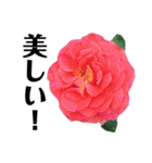 yasuおばさんの薔薇言葉R3-2（個別スタンプ：17）