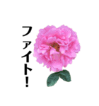 yasuおばさんの薔薇言葉R3-2（個別スタンプ：34）
